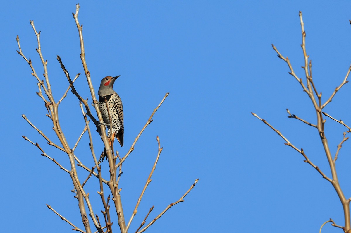 Northern Flicker - ML647211773