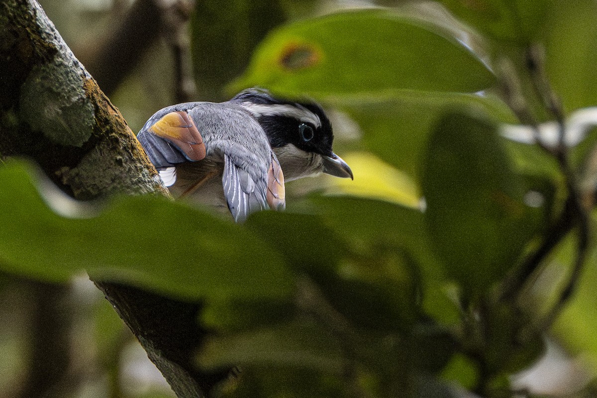 White-browed Shrike-Babbler - ML647211774