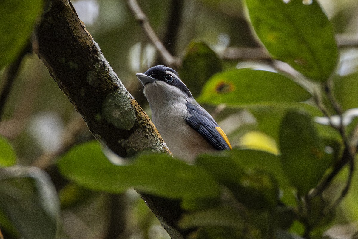 White-browed Shrike-Babbler - ML647211775