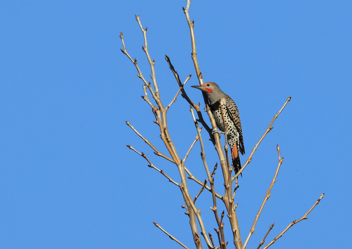 Northern Flicker - ML647211776