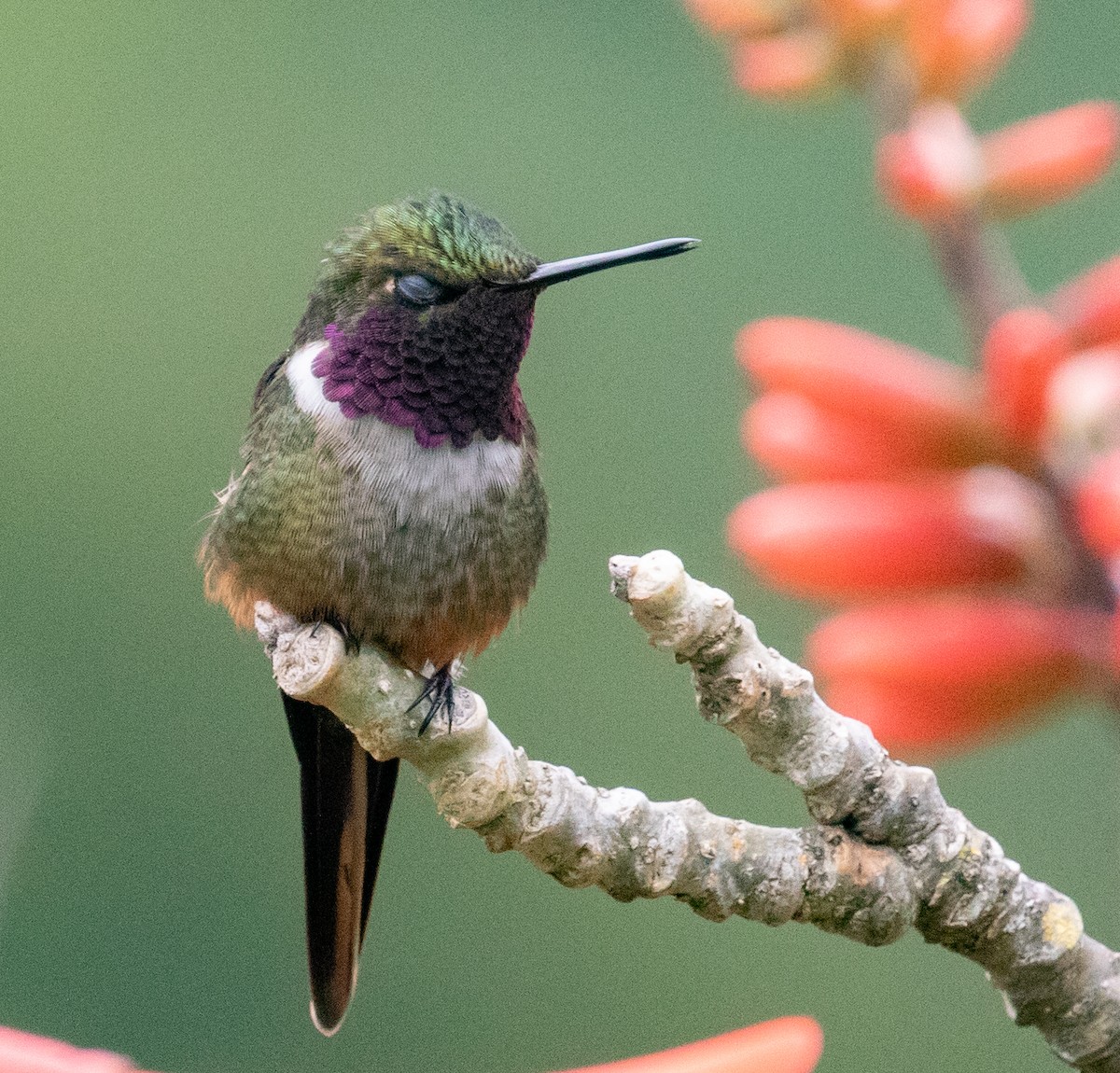 Magenta-throated Woodstar - ML647211777