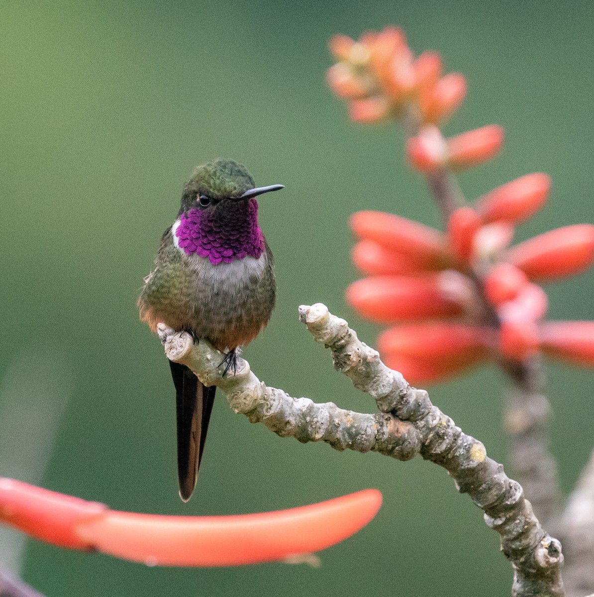 Magenta-throated Woodstar - ML647211779