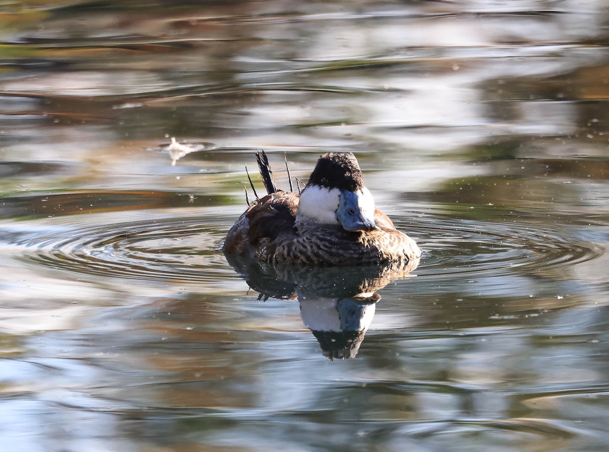 Американская савка - ML647211781