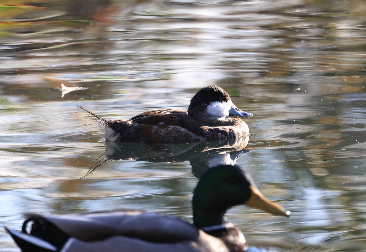 Американская савка - ML647211782