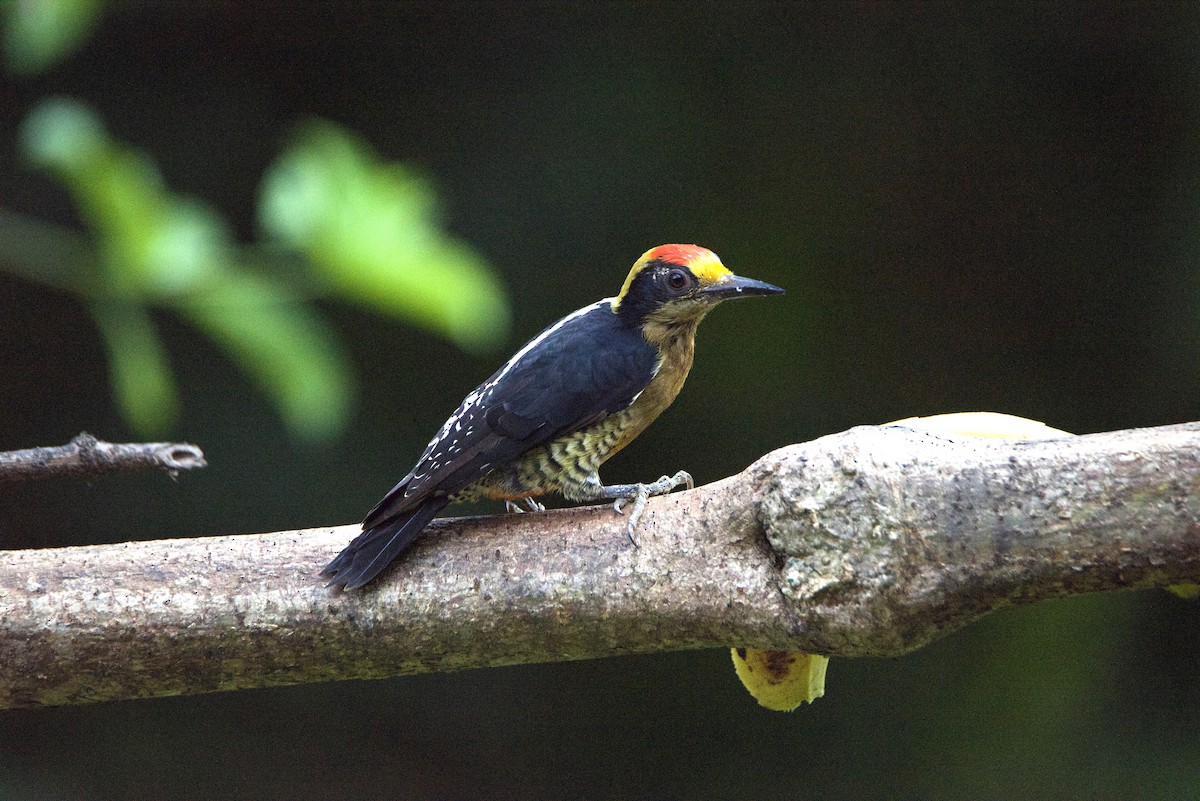 Golden-naped Woodpecker - ML647211783