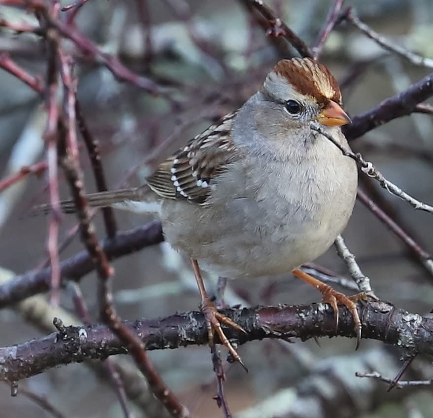 White-crowned Sparrow - ML647211791