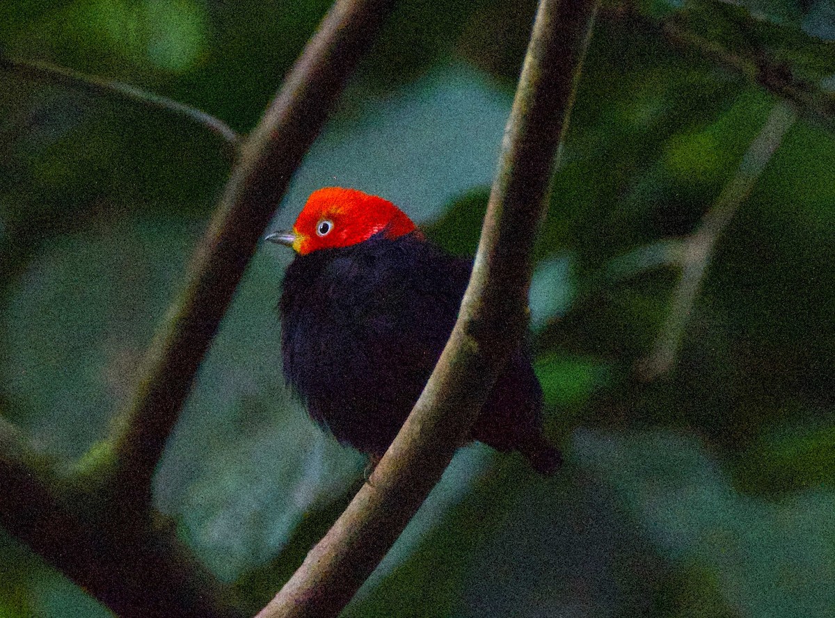 Red-capped Manakin - ML647211792