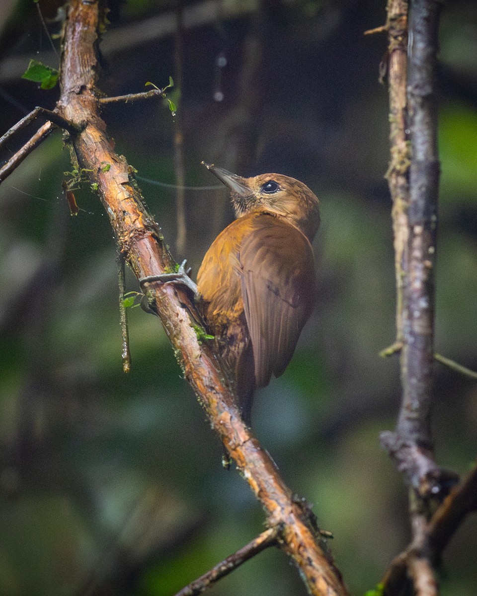 Smoky-brown Woodpecker - ML647211793