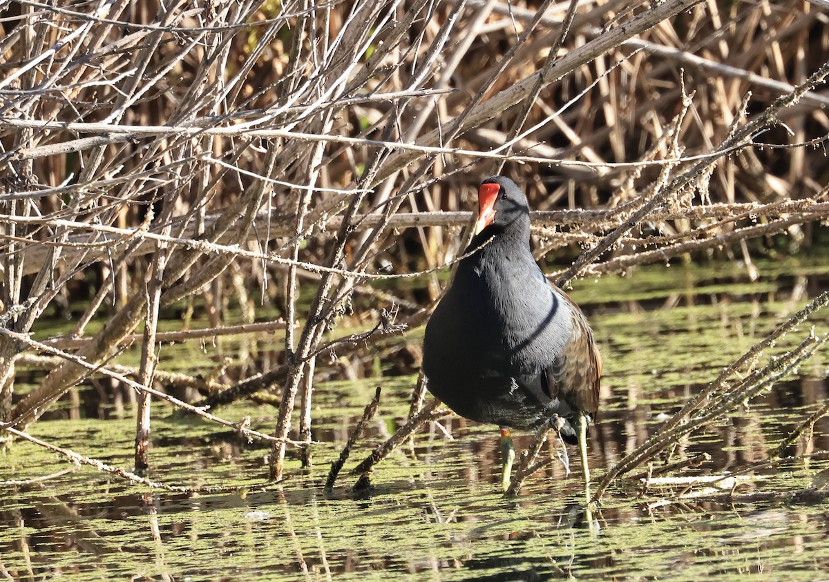 Common Gallinule - ML647211794