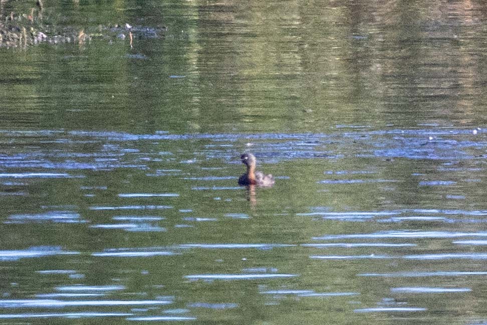 New Zealand Grebe - ML647211795