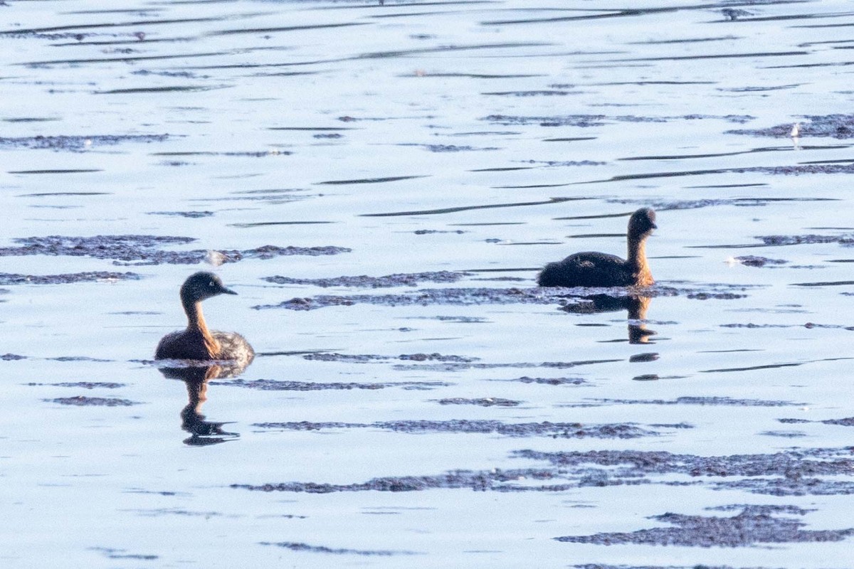 New Zealand Grebe - ML647211796