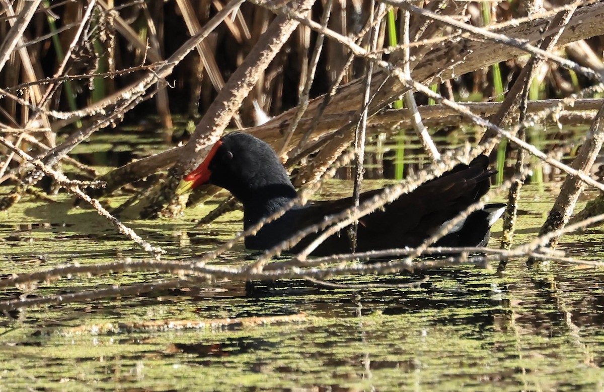 Common Gallinule - ML647211797