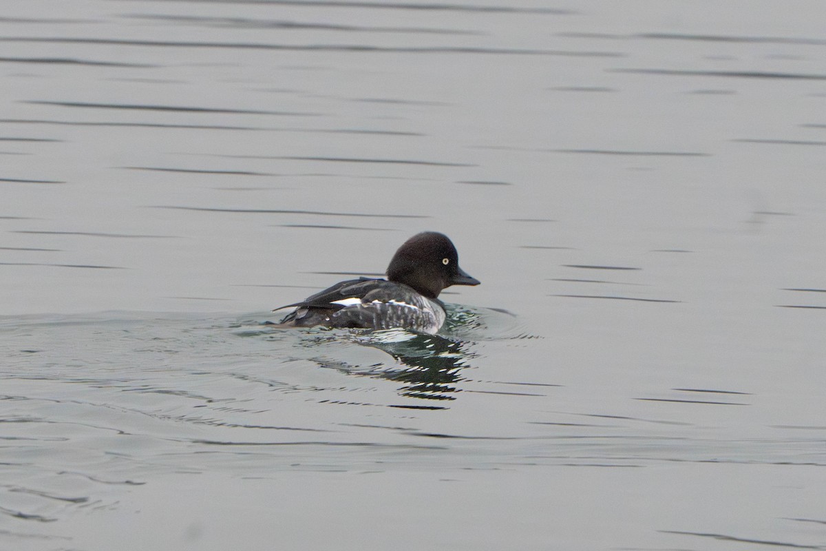 Common Goldeneye - ML647211798