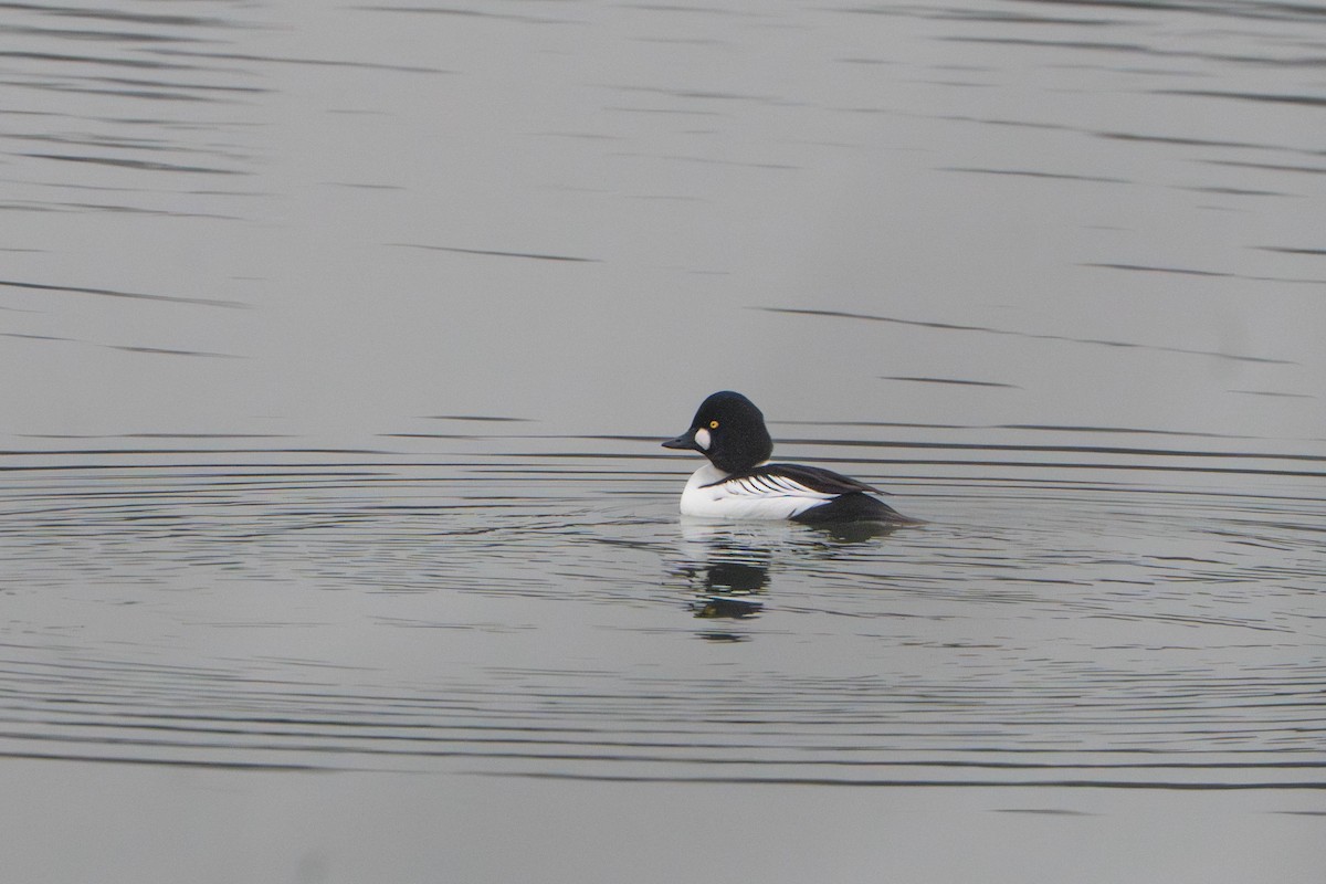 Common Goldeneye - ML647211799