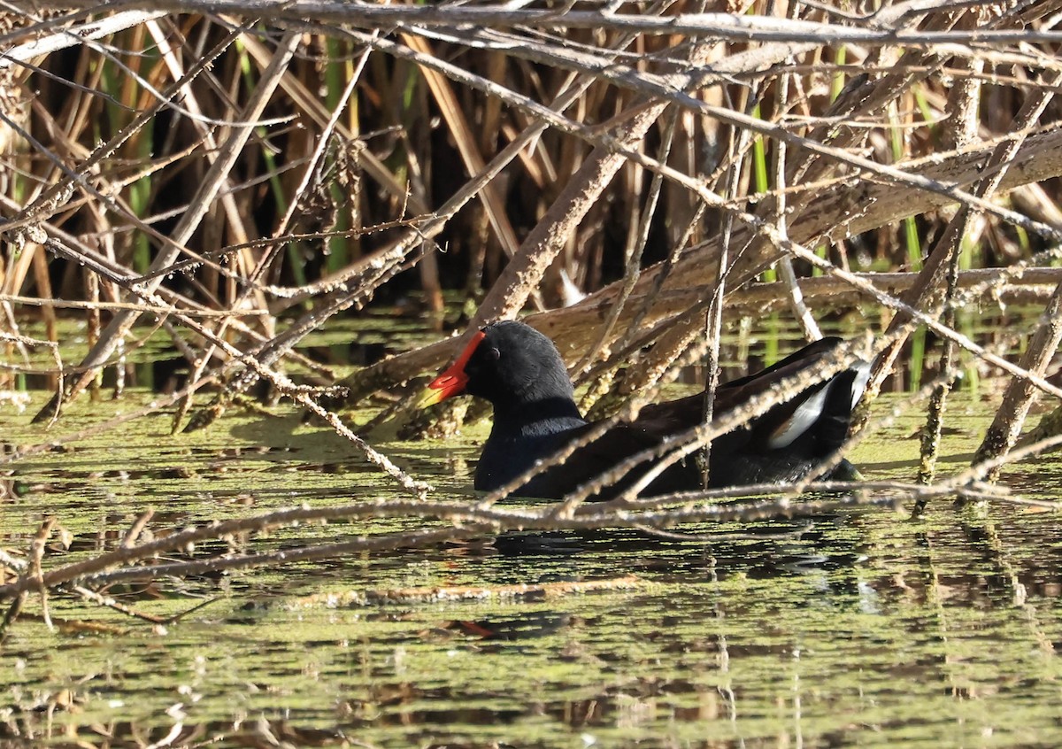 Common Gallinule - ML647211800