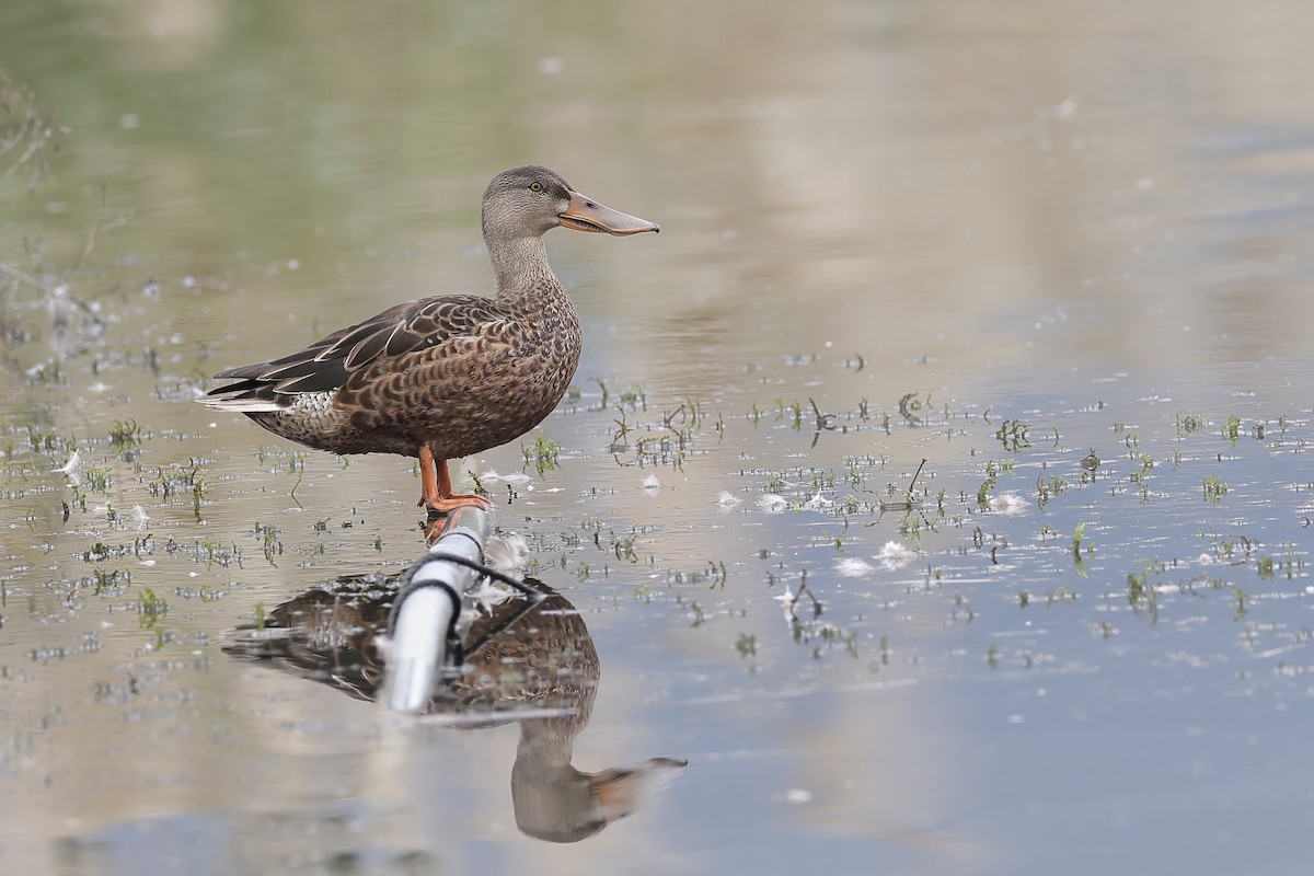 Northern Shoveler - ML647211801