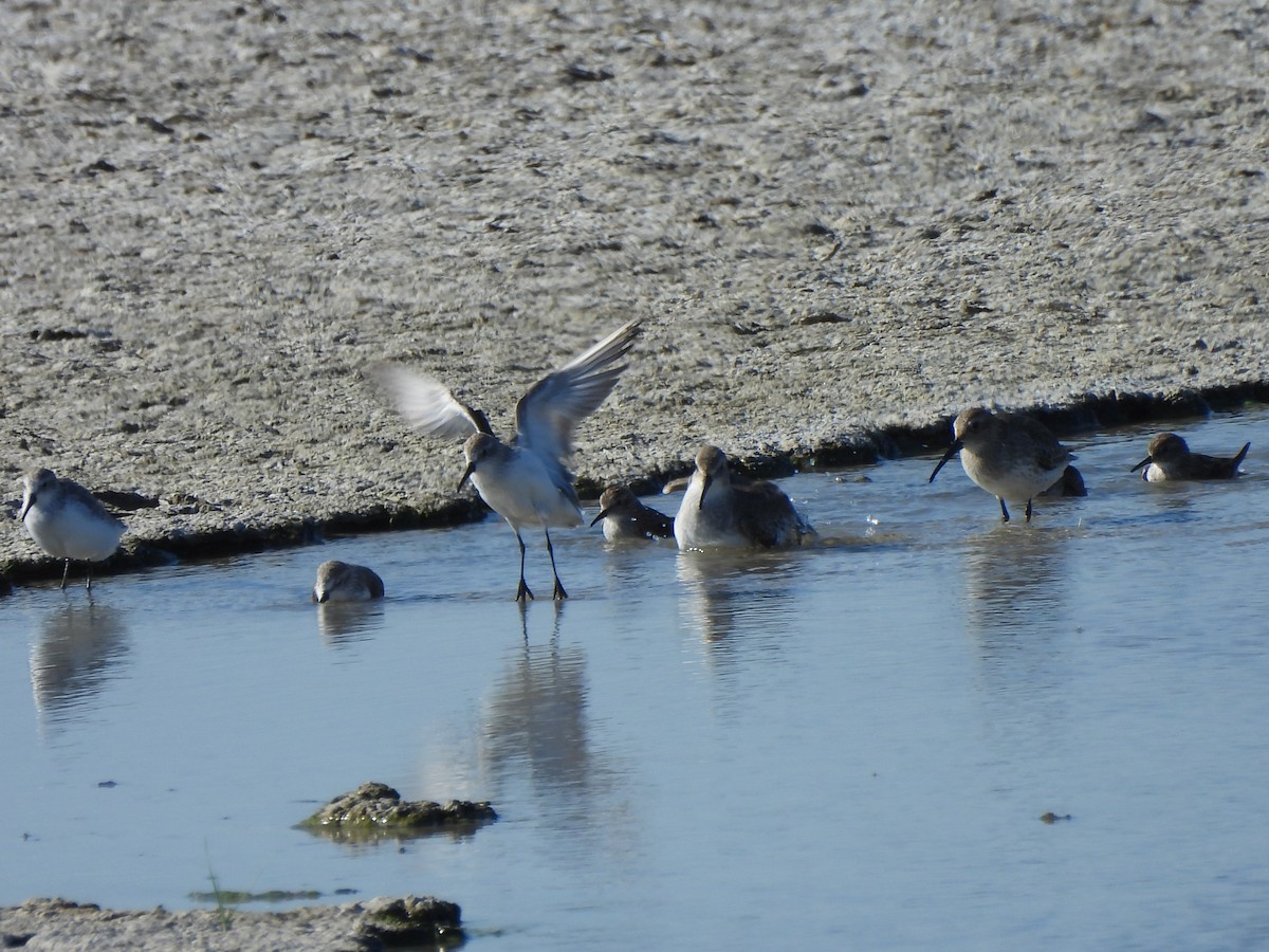 Western Sandpiper - ML647211802