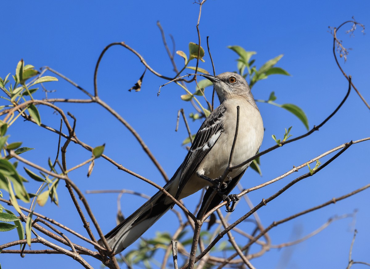 Northern Mockingbird - ML647211803