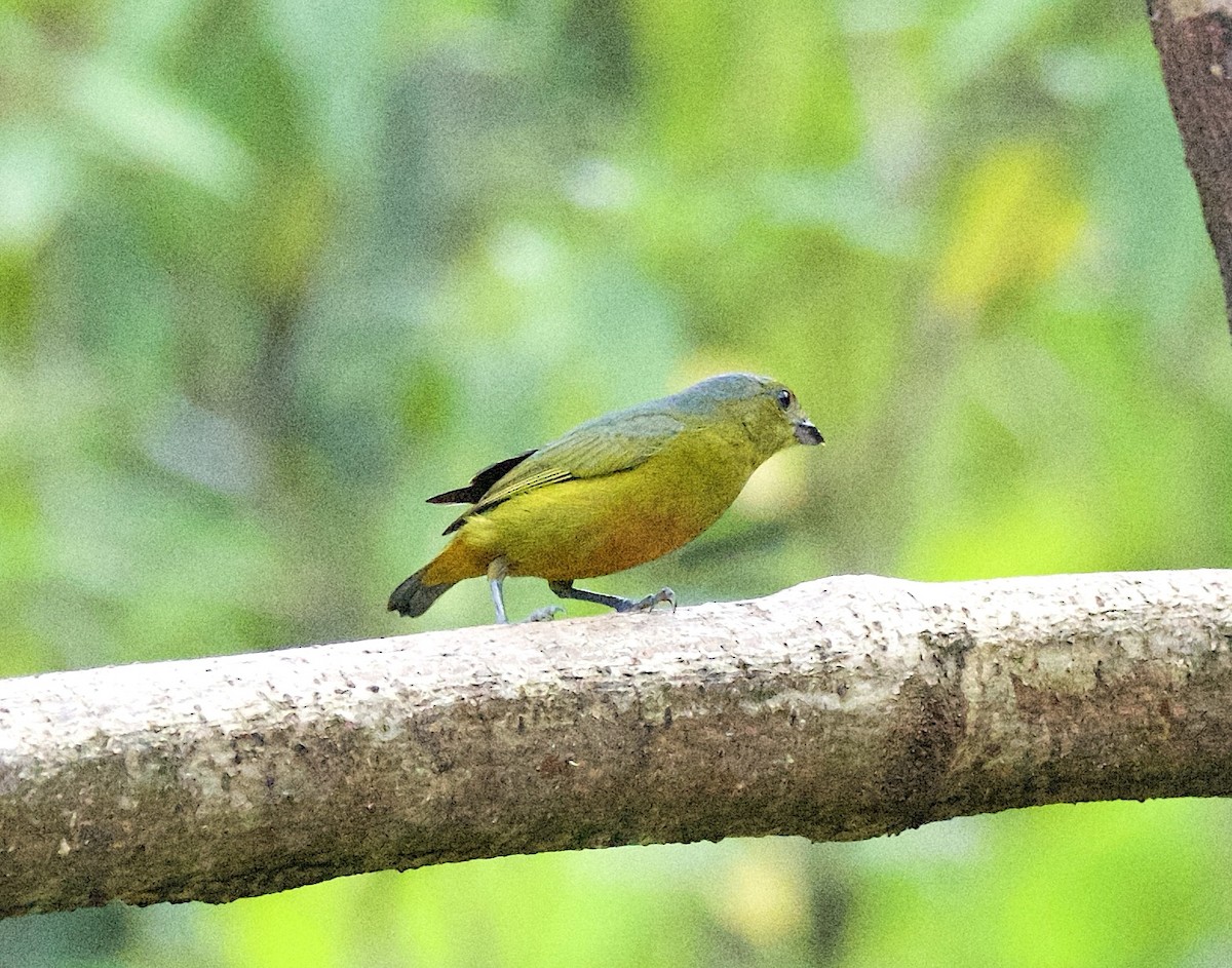 Spot-crowned Euphonia - ML647211804