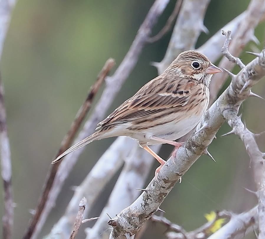 Vesper Sparrow - ML647211805