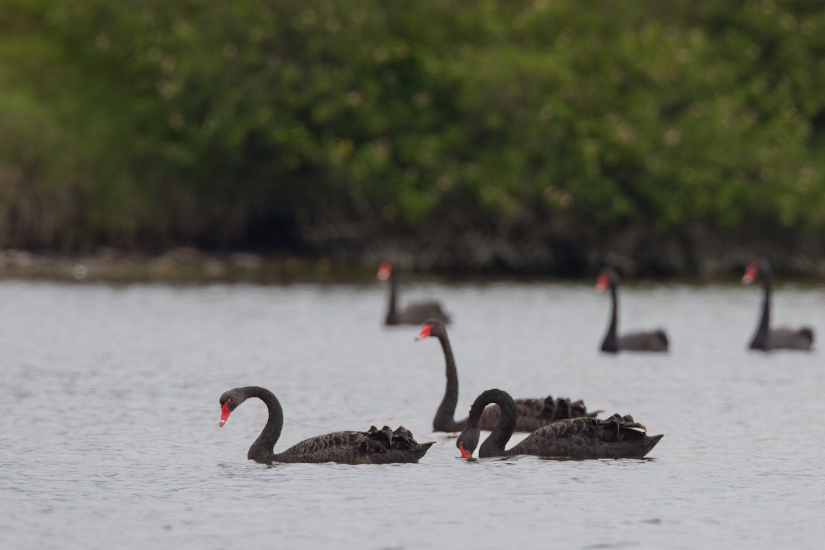 Black Swan - ML647211807
