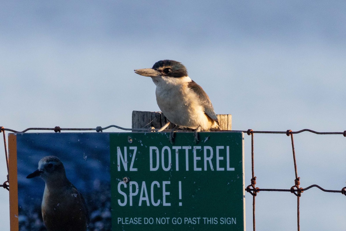 Sacred Kingfisher (New Zealand) - ML647211808