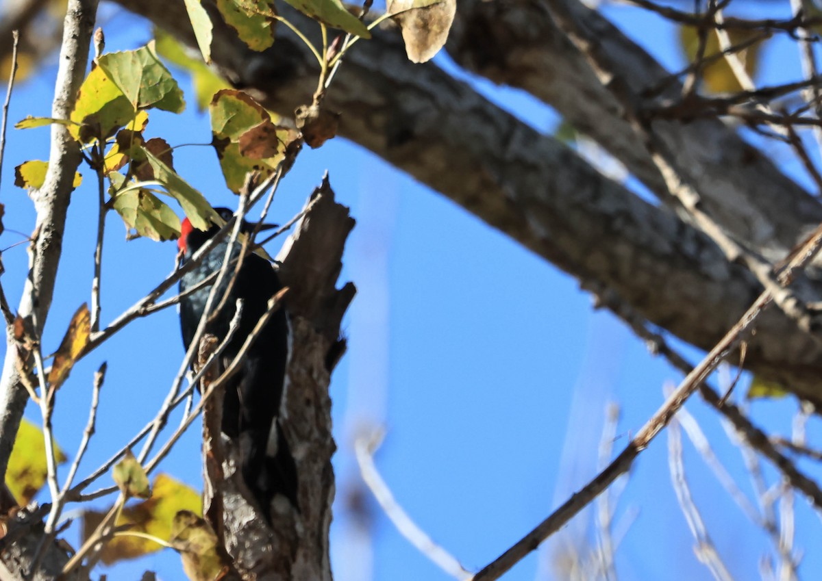 Acorn Woodpecker - ML647211809