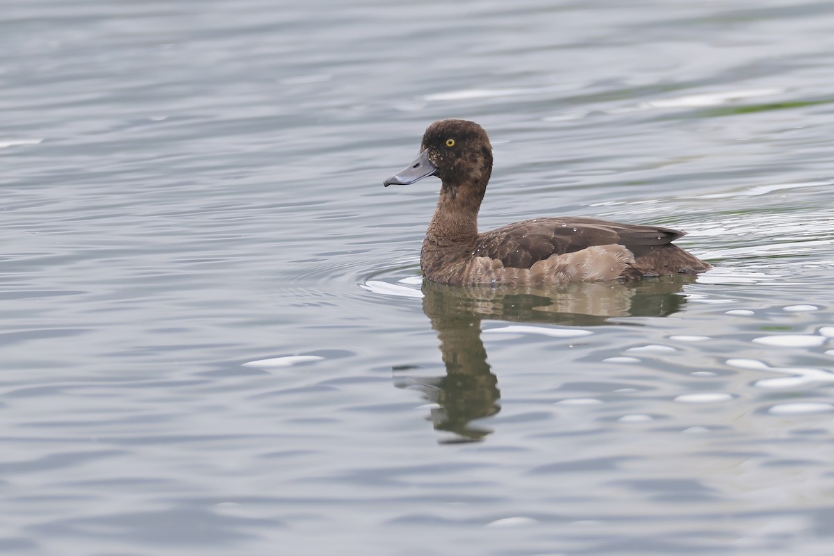 Tufted Duck - ML647211810