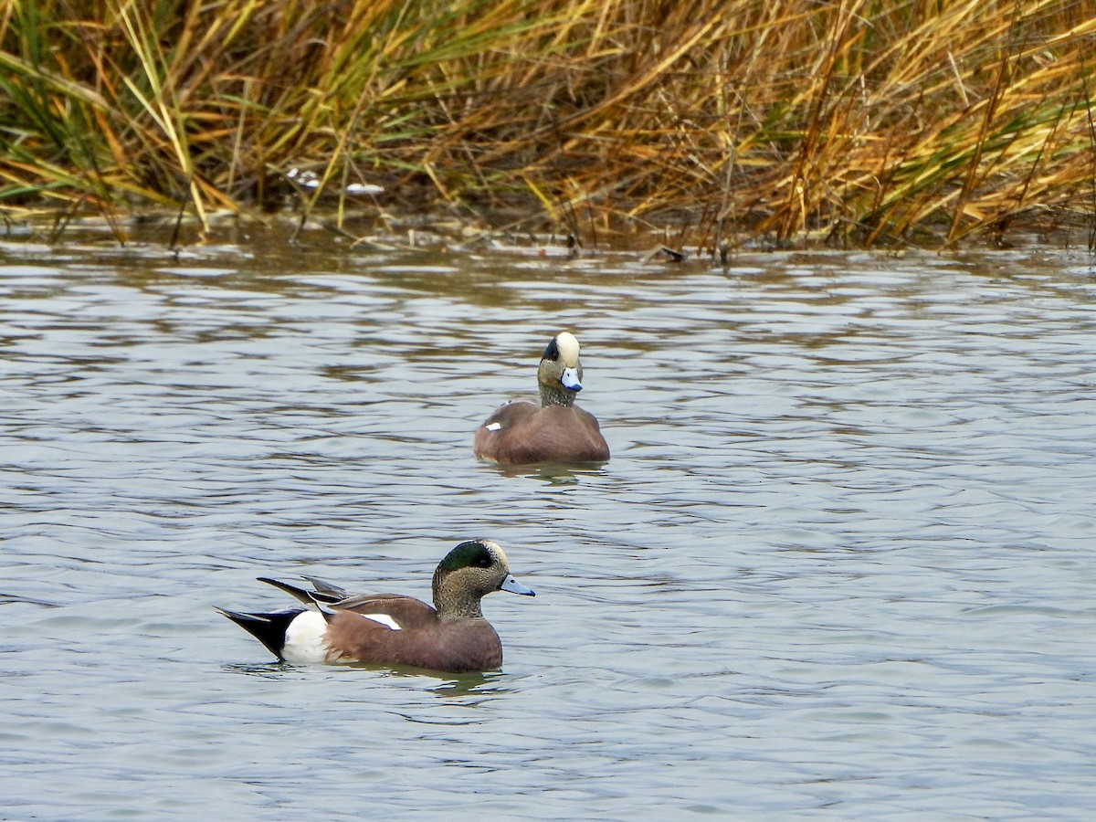 American Wigeon - ML647211812