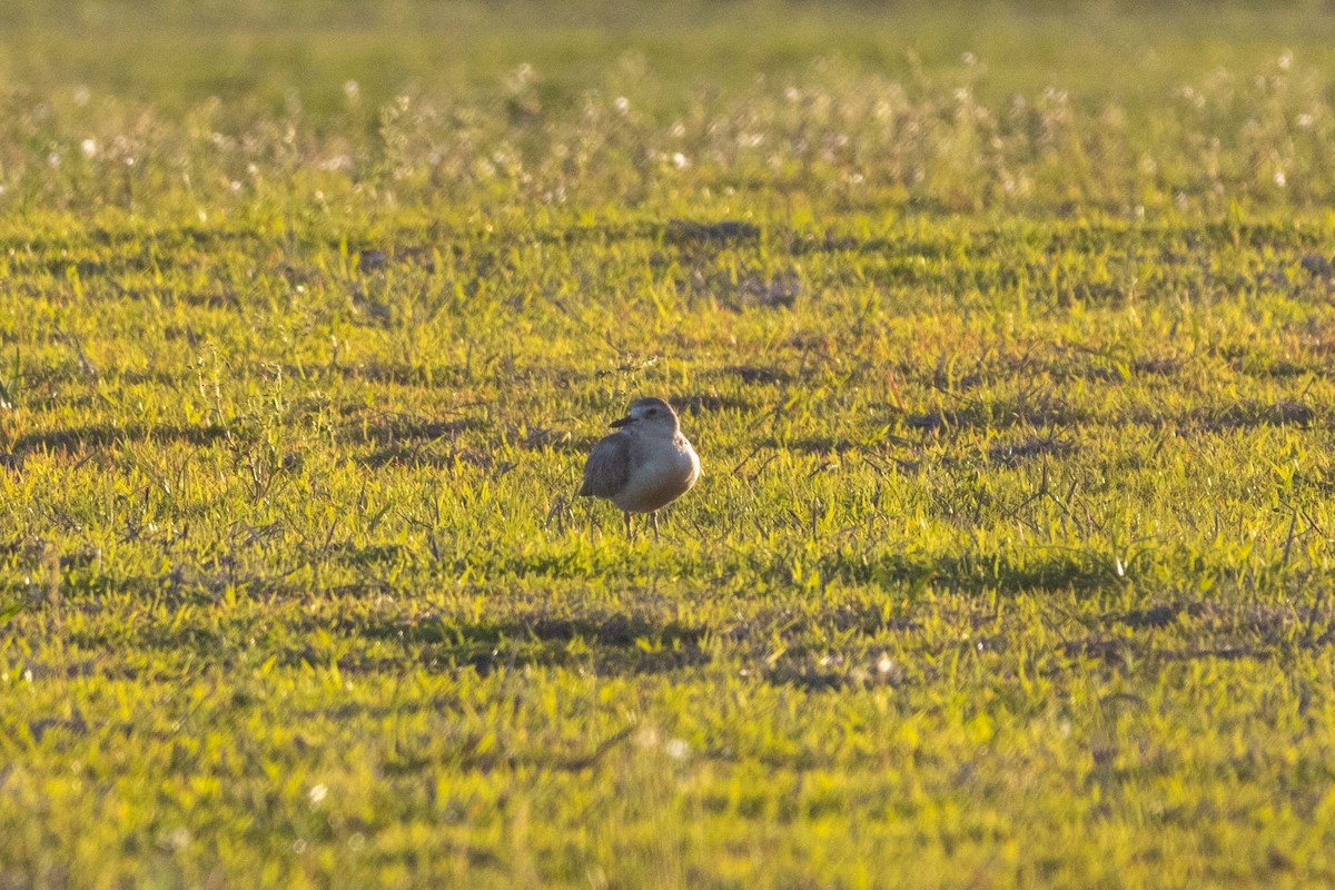 Red-breasted Dotterel (Northern) - ML647211813