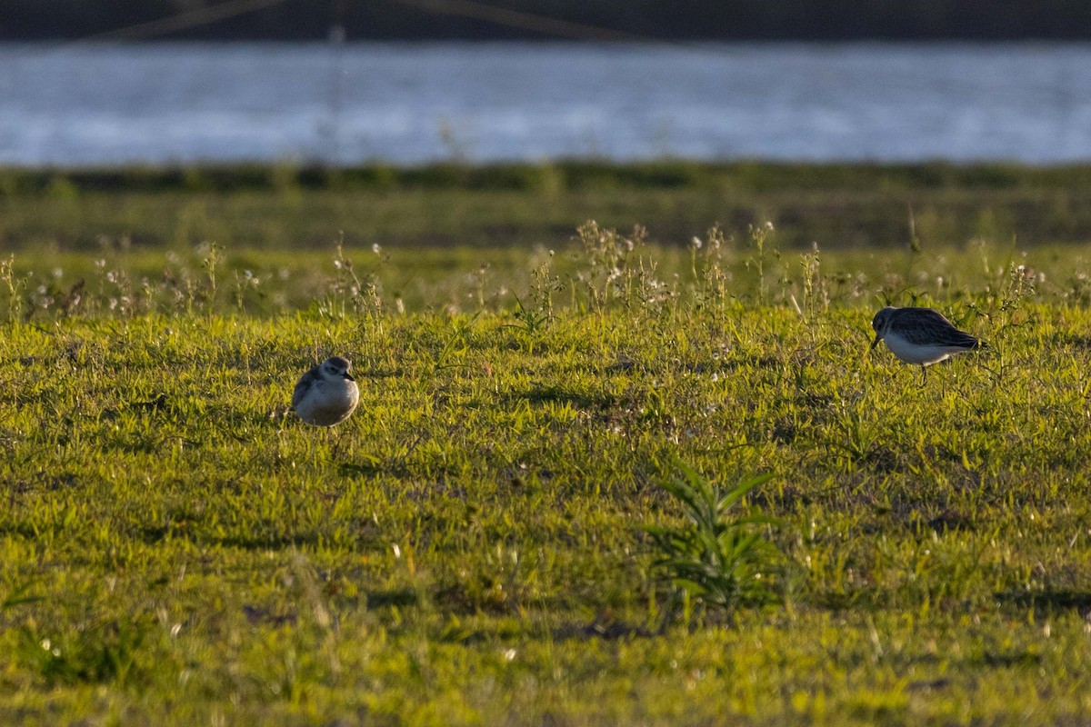 Red-breasted Dotterel (Northern) - ML647211814