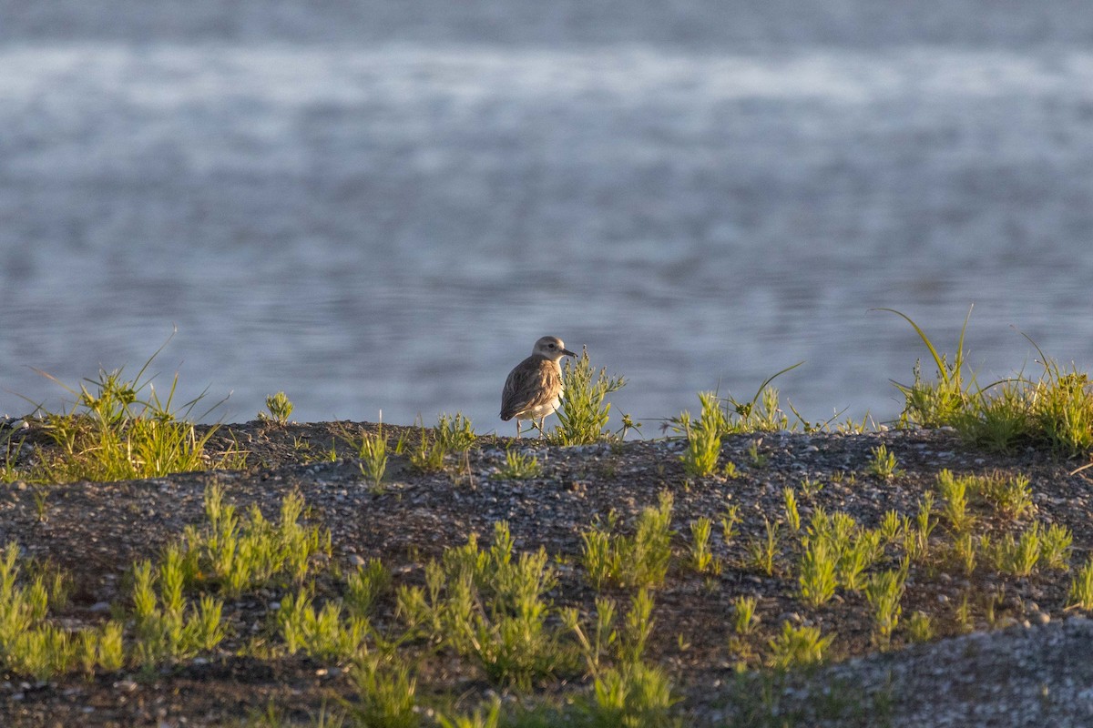 Red-breasted Dotterel (Northern) - ML647211815
