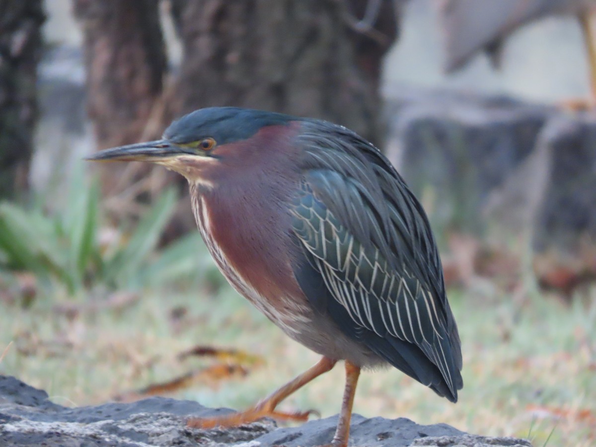 Green Heron - ML647211817