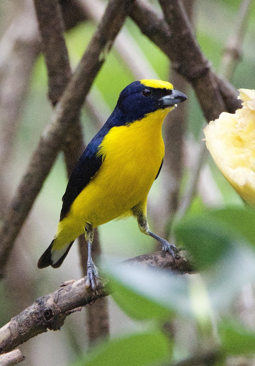 Spot-crowned Euphonia - ML647211820