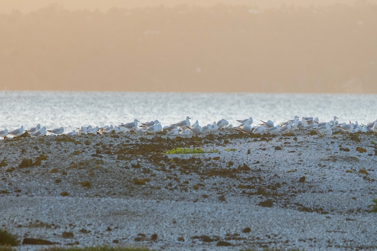 Black-billed Gull - ML647211824
