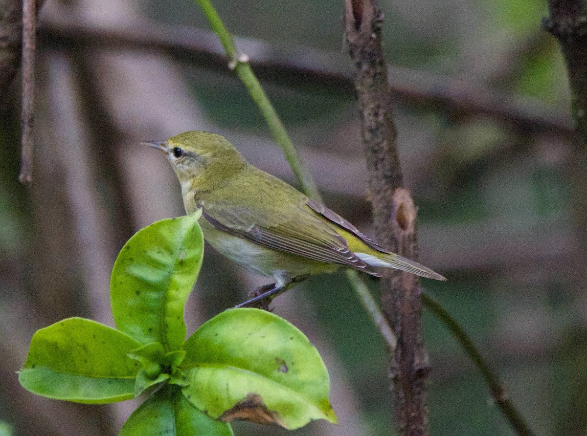 Tennessee Warbler - ML647211825