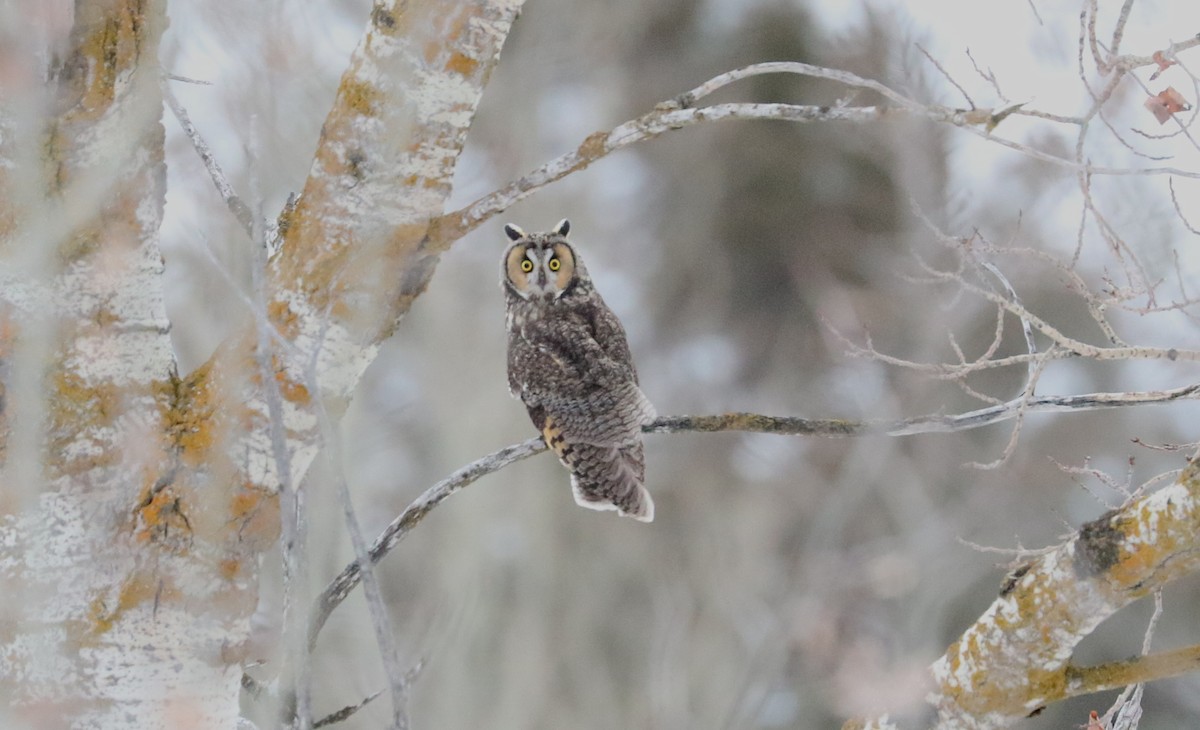 Long-eared Owl - ML647211827