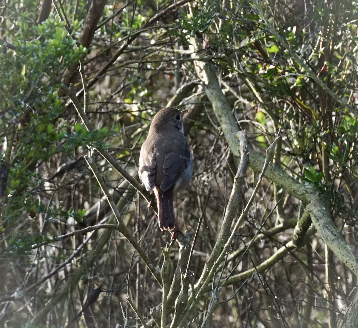 Hermit Thrush - ML647211833