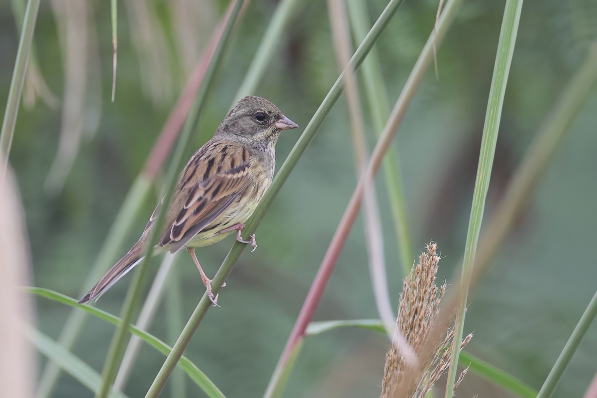 Black-faced Bunting - ML647211839