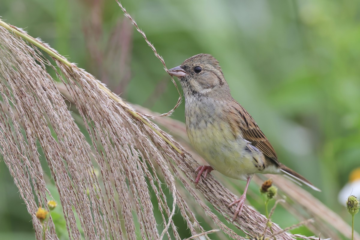 Black-faced Bunting - ML647211840