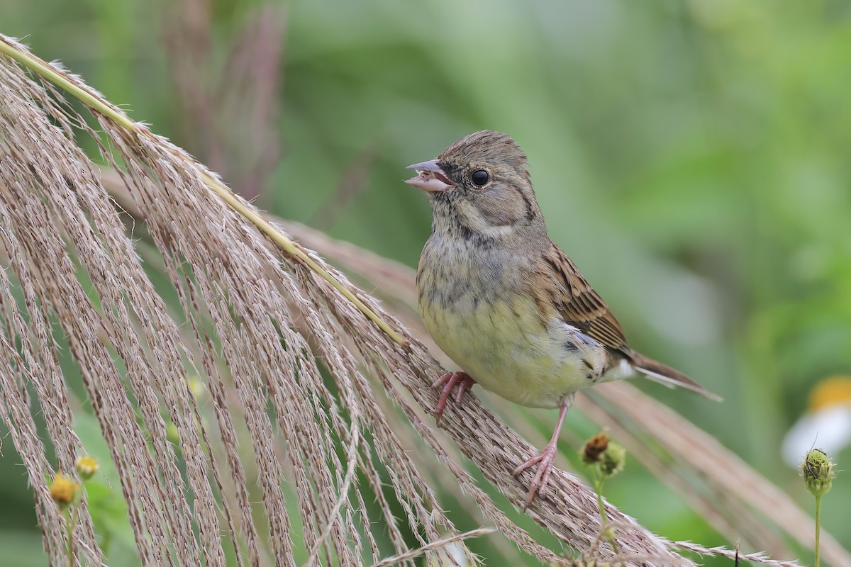 Black-faced Bunting - ML647211841