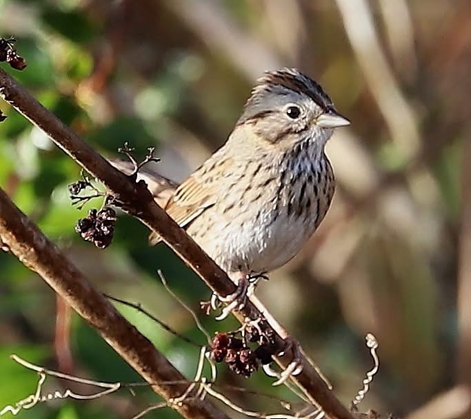 Lincoln's Sparrow - ML647211844