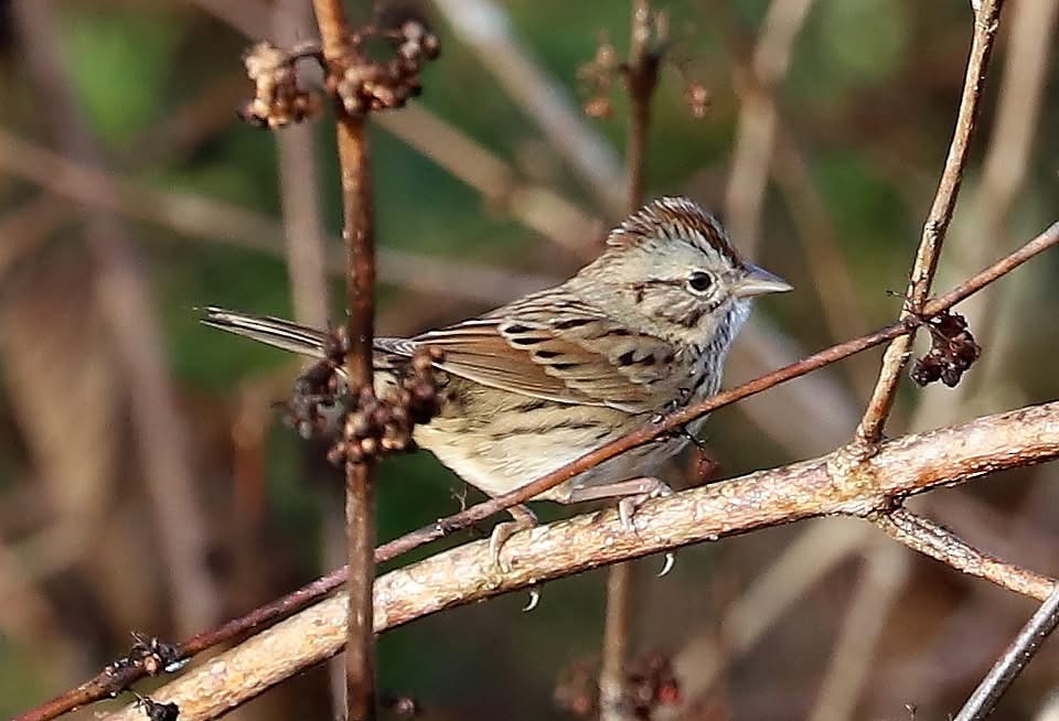 Lincoln's Sparrow - ML647211845