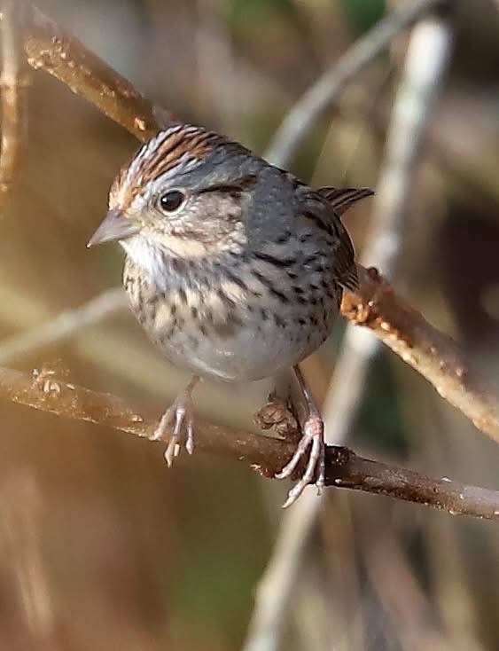 Lincoln's Sparrow - ML647211846