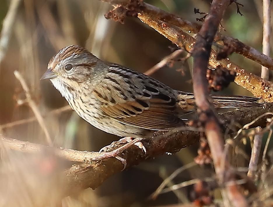 Lincoln's Sparrow - ML647211847