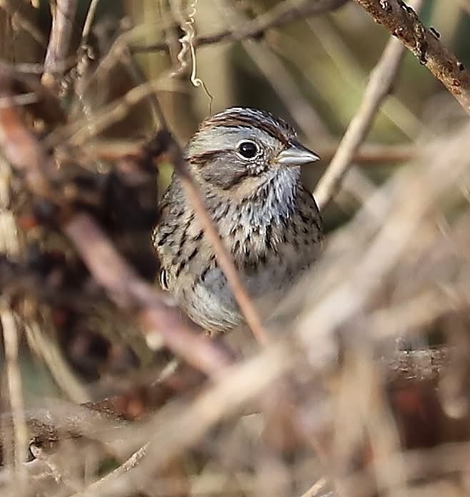 Lincoln's Sparrow - ML647211848