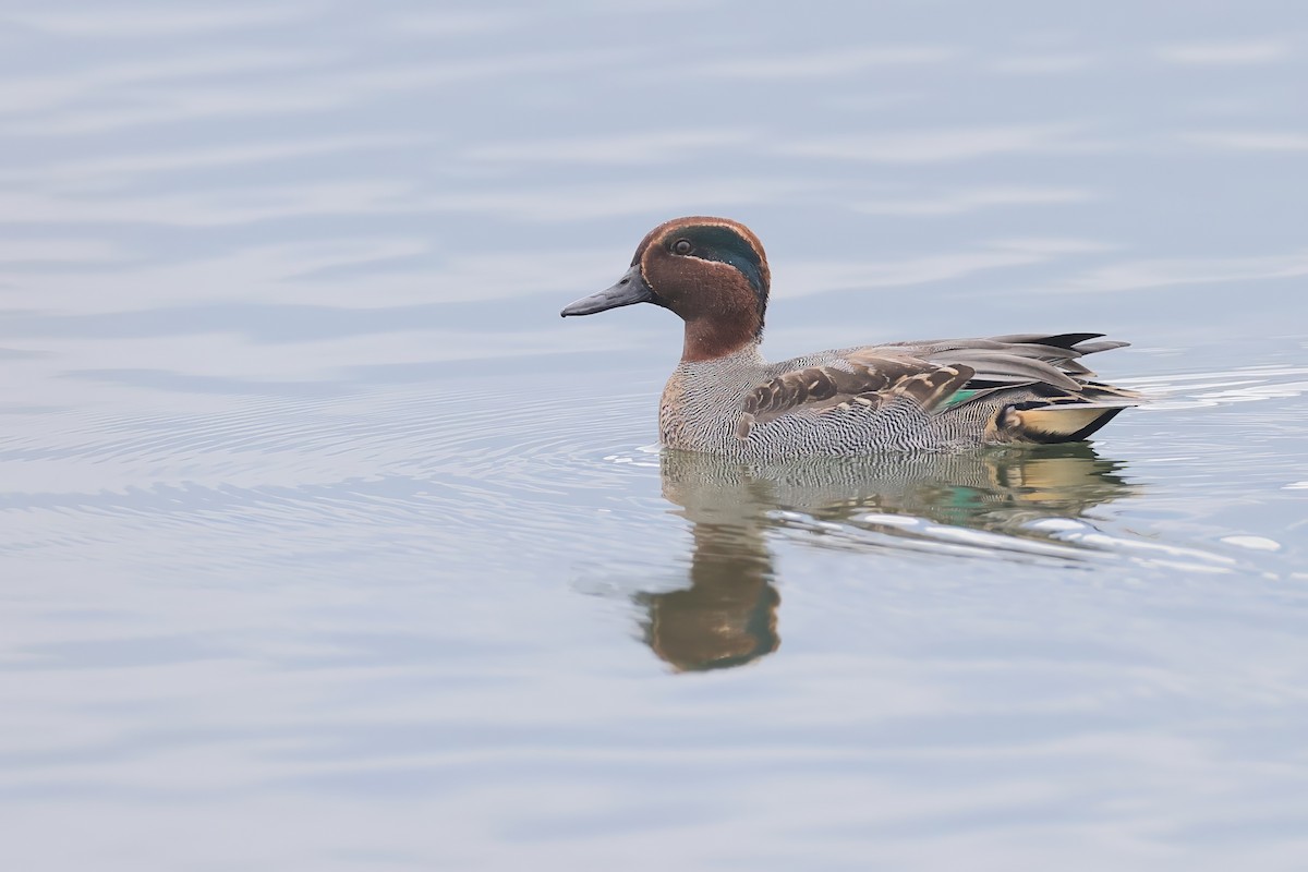 コガモ - ML647211854