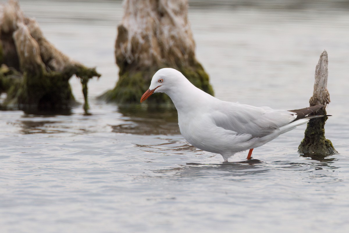 ギンカモメ - ML647211855