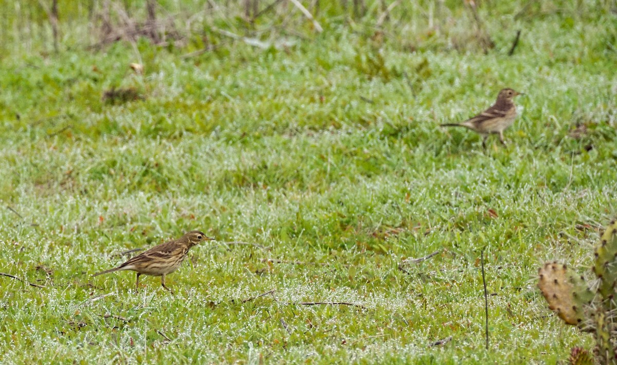 アメリカタヒバリ - ML647211856