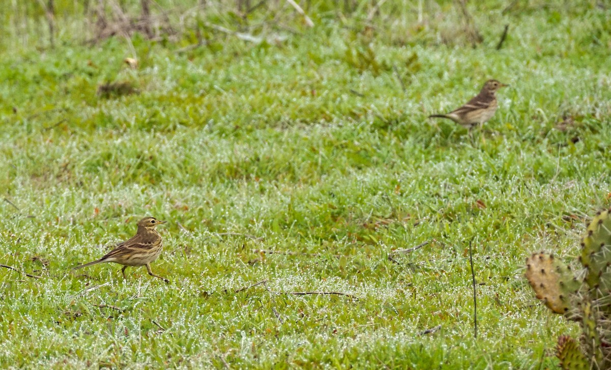 アメリカタヒバリ - ML647211857
